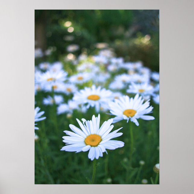 Poster Daisies (Frente)