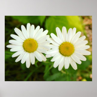 Póster Daisies