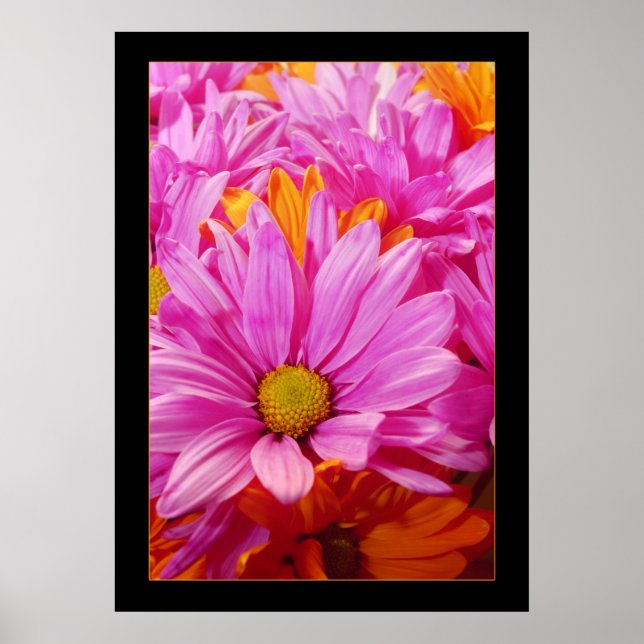 Poster Daisies (Frente)