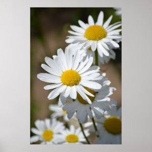 Póster Daisies in Spring