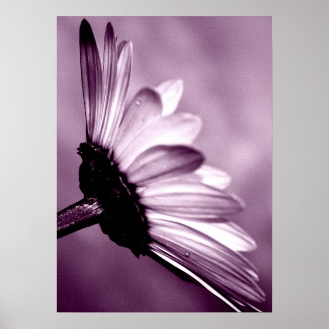 Poster Daisy (Frente)