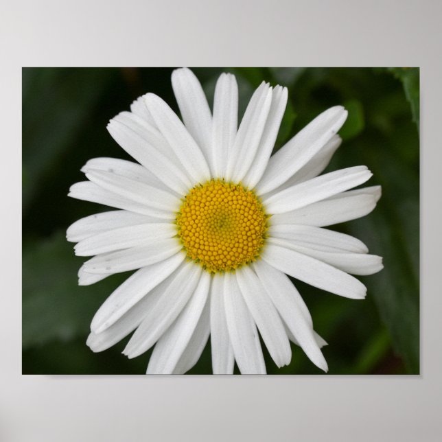 Poster Daisy (Frente)