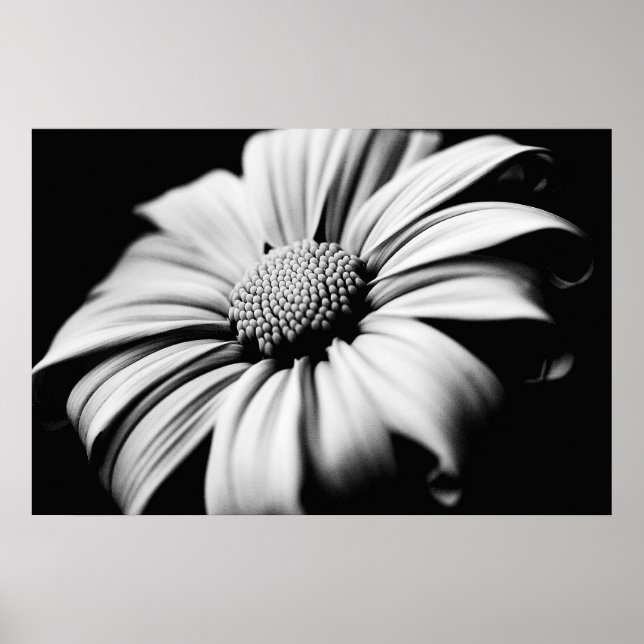 Poster Daisy (Frente)