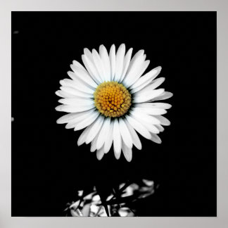Póster Daisy Canvas Print