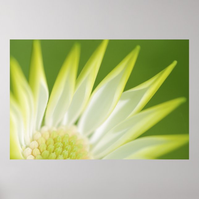 Póster Daisy Canvas Print (Frente)