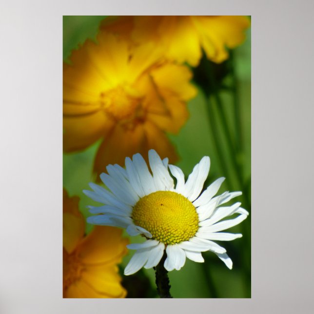 Poster Daisy Chamomile Fllower Floral Sunflower Gift. (Frente)