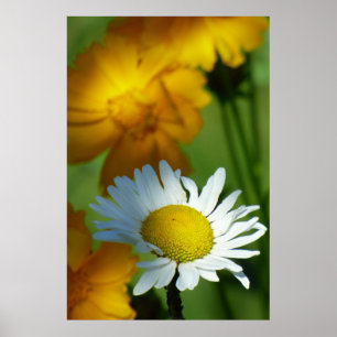 Poster Daisy Chamomile Flower Floral Sunflower Gift.