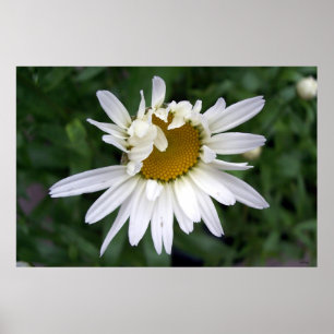 Póster Daisy Daisies Fotos de Fechamento