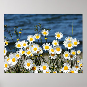 Poster Daisy-Daisy