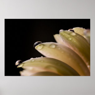 Póster Daisy Droplet