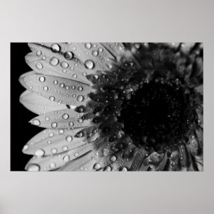 Póster Daisy Droplets (Black and White)