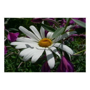 Póster Daisy e Fireweed