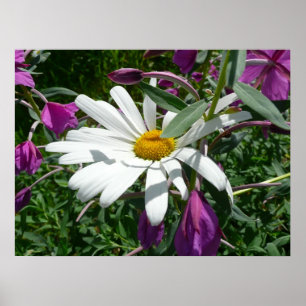 Póster Daisy e Fireweed