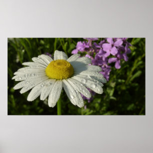 Poster Daisy e Summer Lilac Wildflower