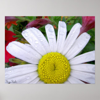 Póster Daisy encharcado 5