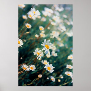 Póster Daisy field