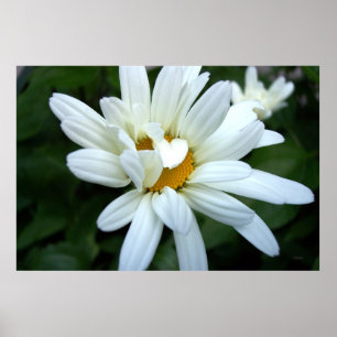 Póster Daisy Flower Abrindo