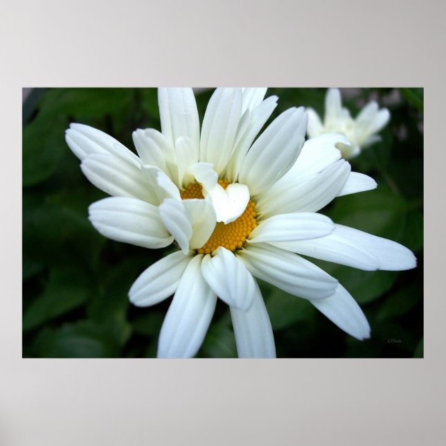 Póster Daisy Flower Abrindo (Frente)