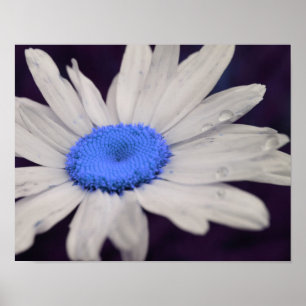 Póster Daisy Flower Blue Center Raindrops Abstrato