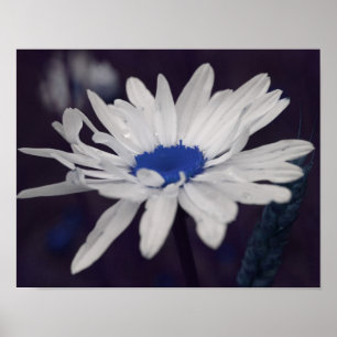 Póster Daisy Flower com Abstrato azul central