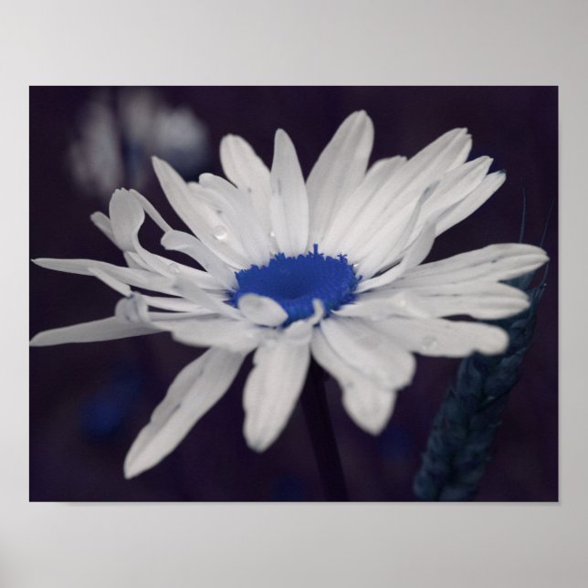 Póster Daisy Flower com Abstrato azul central (Frente)