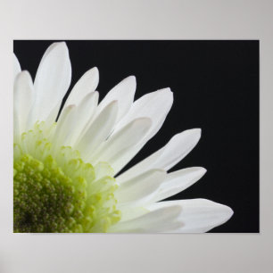 Póster Daisy Flower em preto