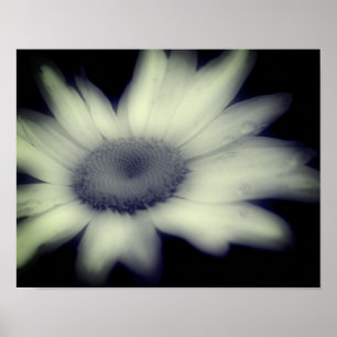 Poster Daisy Flower Fecha Preto e Branco