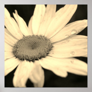 Poster Daisy Flower with Raindrops Sepia