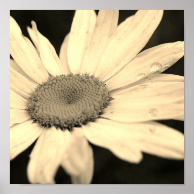 Poster Daisy Flower with Raindrops Sepia (Frente)