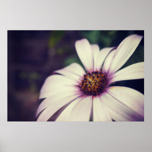 Poster Daisy impressão.