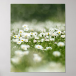 Poster Daisy Meadow
