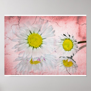 Poster Daisy Rosa Flores Elegantes Chic Mod Floral
