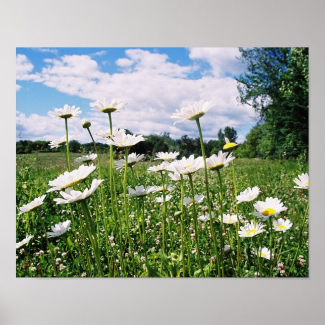Poster Daisy Sky (Frente)