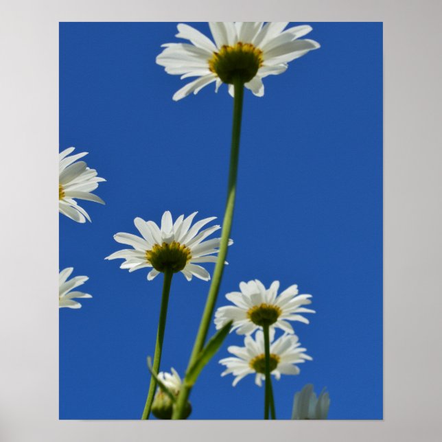 Poster Daisy Stems Blue Sky Photo (Frente)