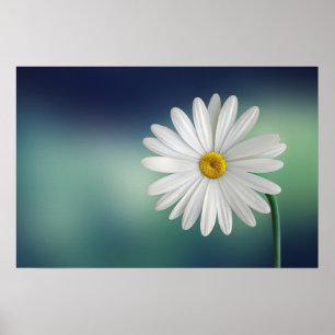 Póster Daisy White Daisy