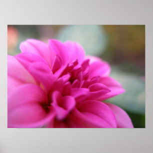 Póster Dália do rosa quente