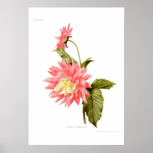 Póster Dália 'Loreley