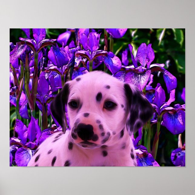 Poster Dalmaciana Puppy Iris Flowers Dog Art (Frente)