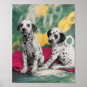 Poster Dalmatian dos filhotes de cachorro