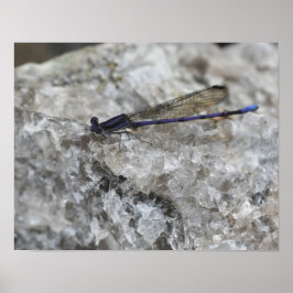 Poster Damselfly Roxa No Inseto Quartz Rock