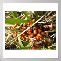 Damybugs (Coccinellidae)