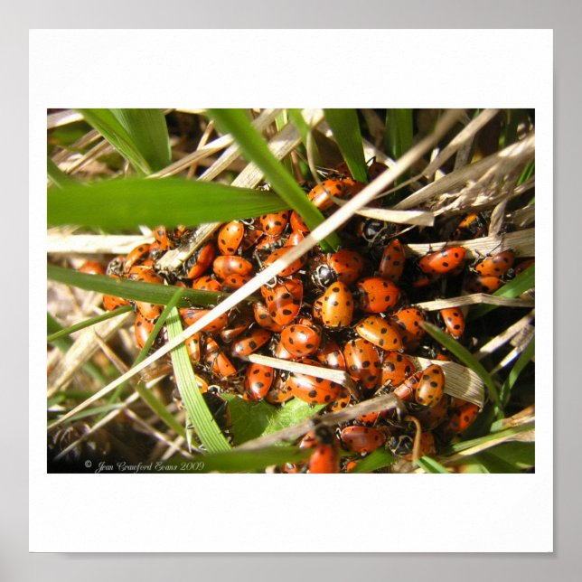 Poster Damybugs (Coccinellidae) (Frente)