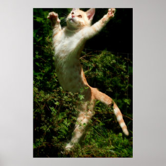 Póster Dança