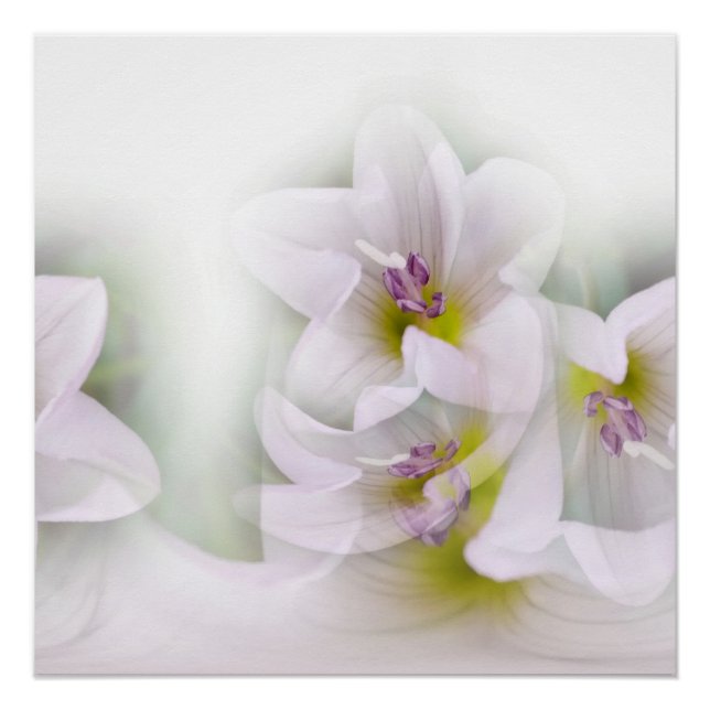 Póster dança das flores (Frente)