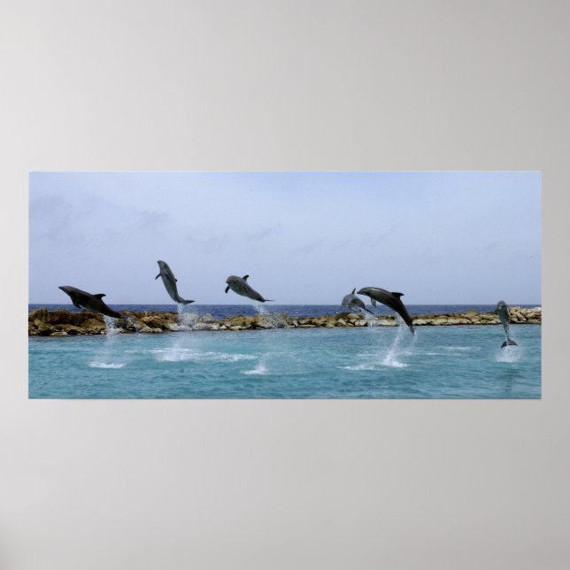 Póster Dança de golfinho (Frente)