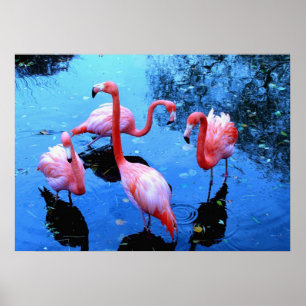 Póster Dança dos flamingos