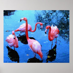 Póster Dança dos flamingos