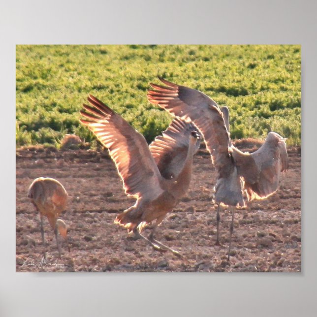 Poster Dançando Sandhills Cranes (Frente)