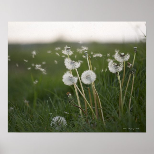 Póster Dandélio soprando no vento. (Frente)