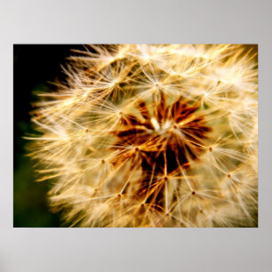 POSTER DANDELION
